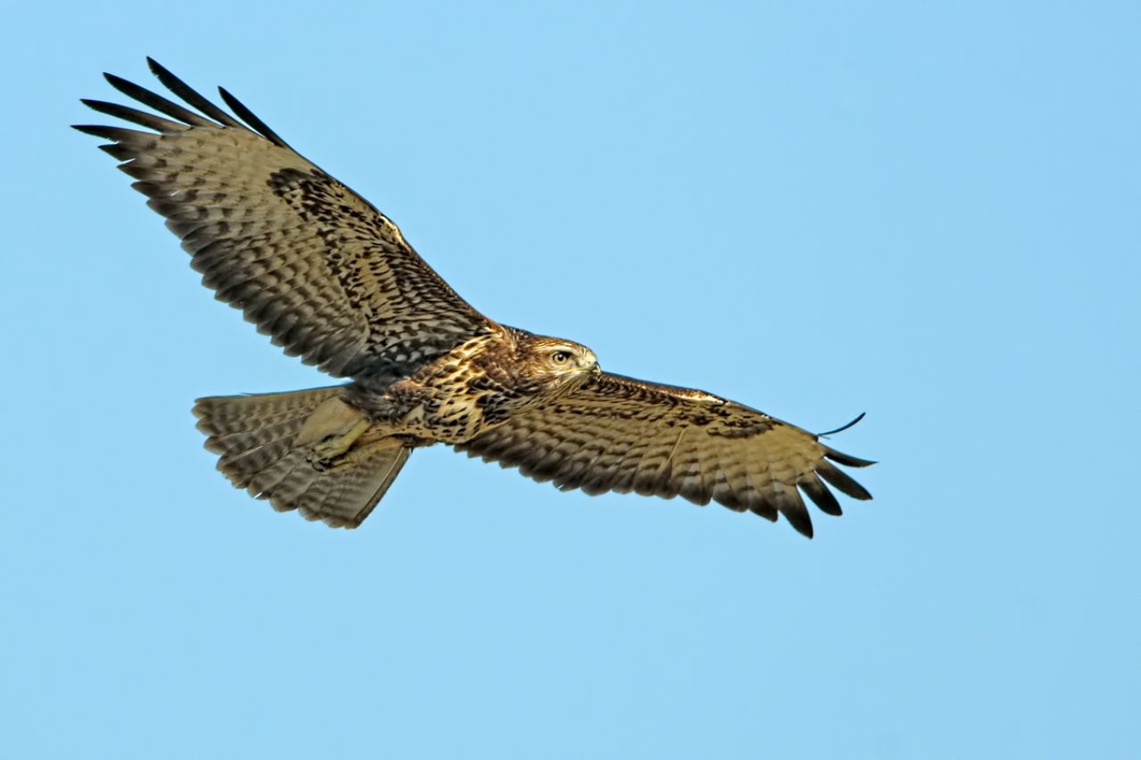 Poiana (Buteo buteo)